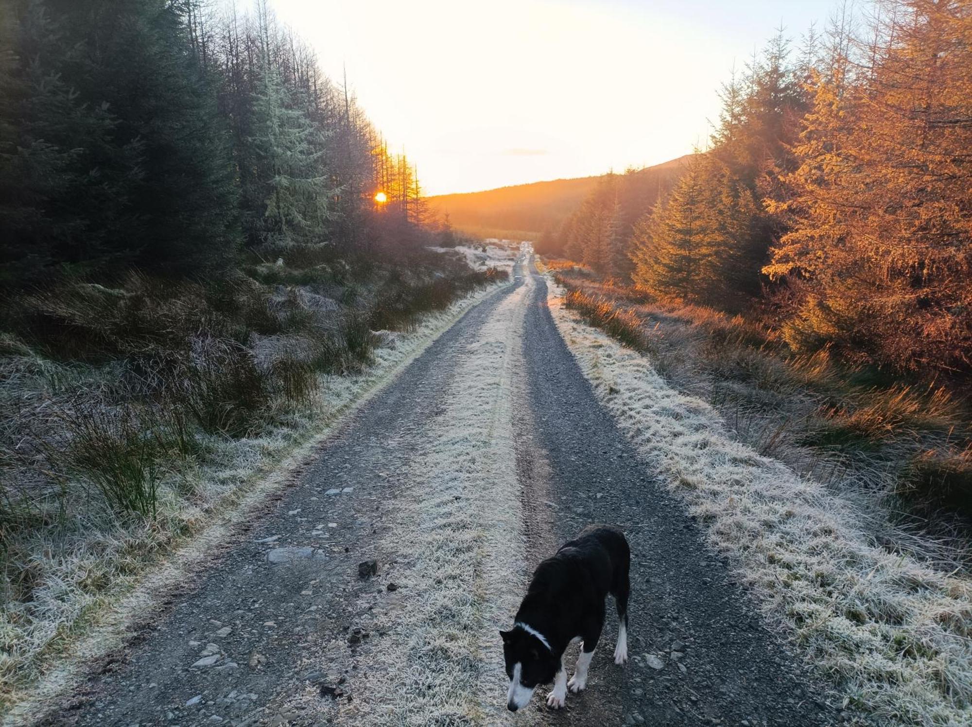 Meadowsweet Forest Fintown